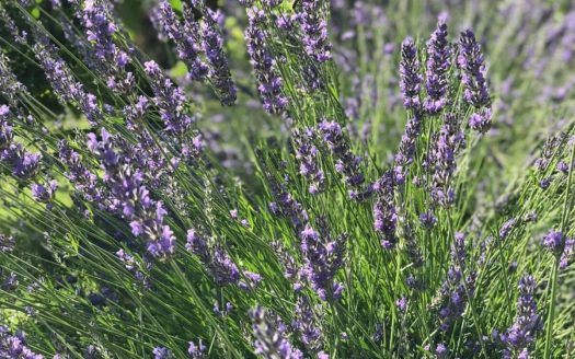 Villa with beach view in Žanjice, Herceg Novi